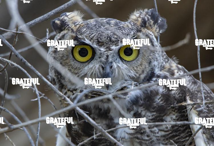 Great Horned Owl-1