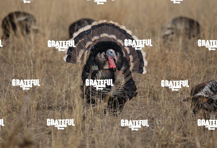 Tom Turkey 2-1