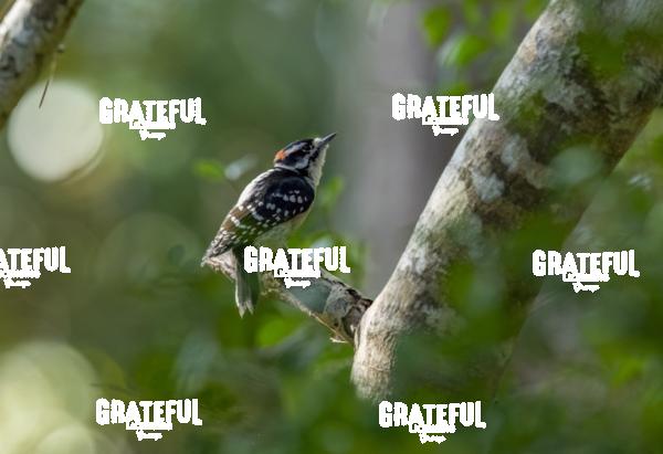 Downy Woodpecker-1