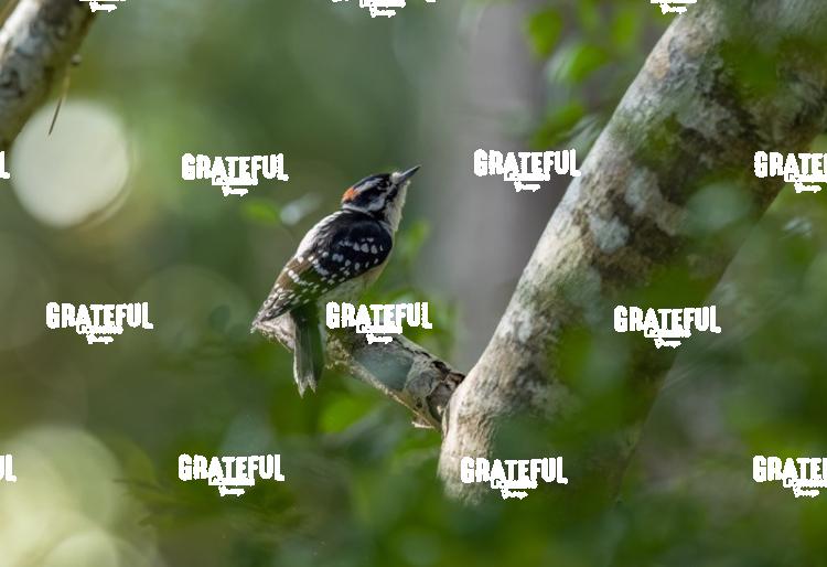 Downy Woodpecker-1