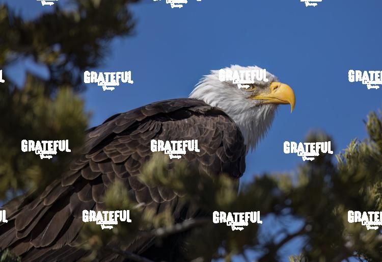 Bald Eagle in Pinon Tree-1