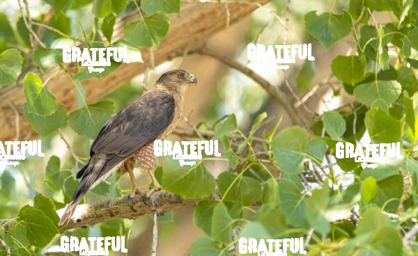 Cooper's Hawk in Tree-1