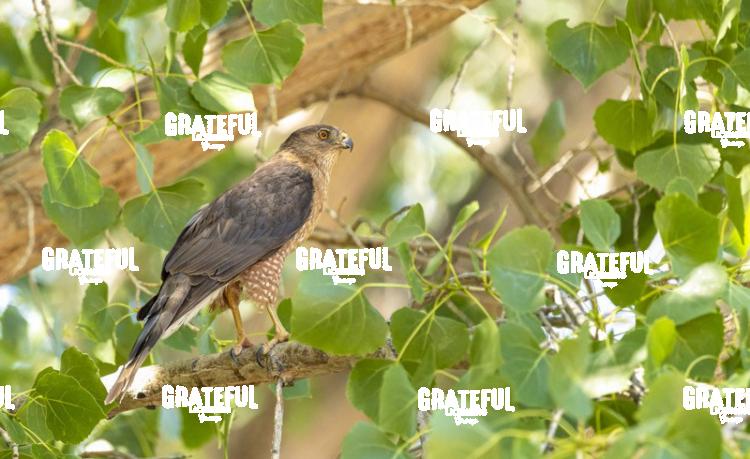 Cooper's Hawk in Tree-1