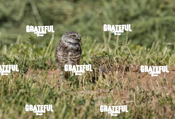 Burrowing Owl with Beetle-1