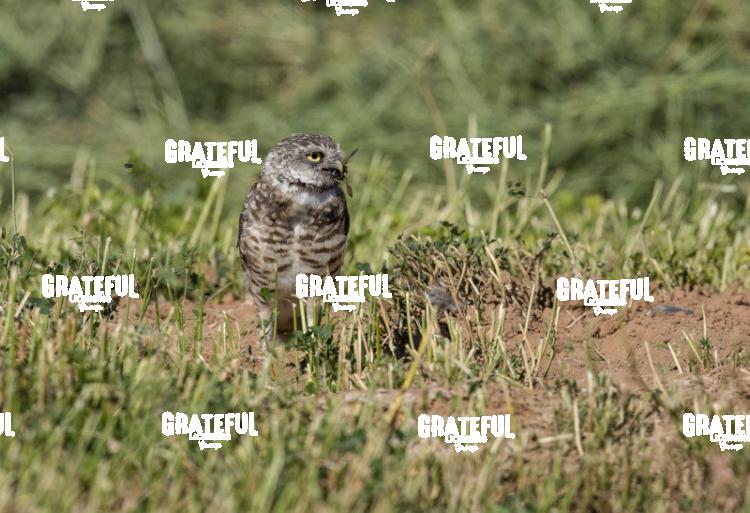 Burrowing Owl with Beetle-1