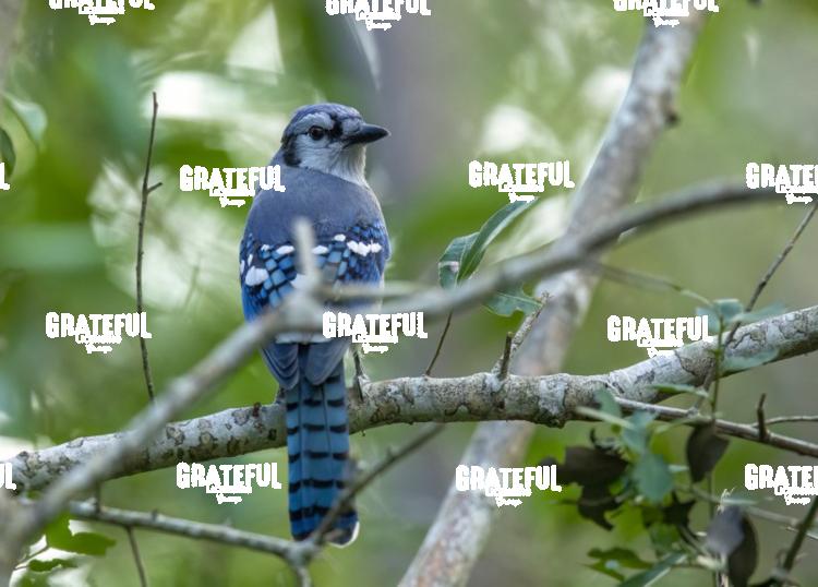 Blue Jay-1