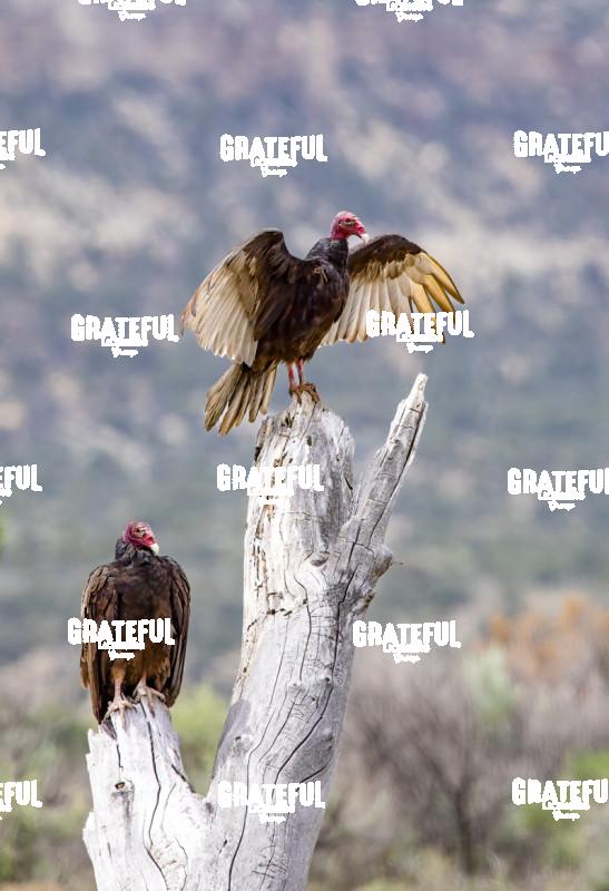 Turkey Vultures on Snag-1