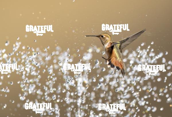 Rufous and Raindrops2-1-4