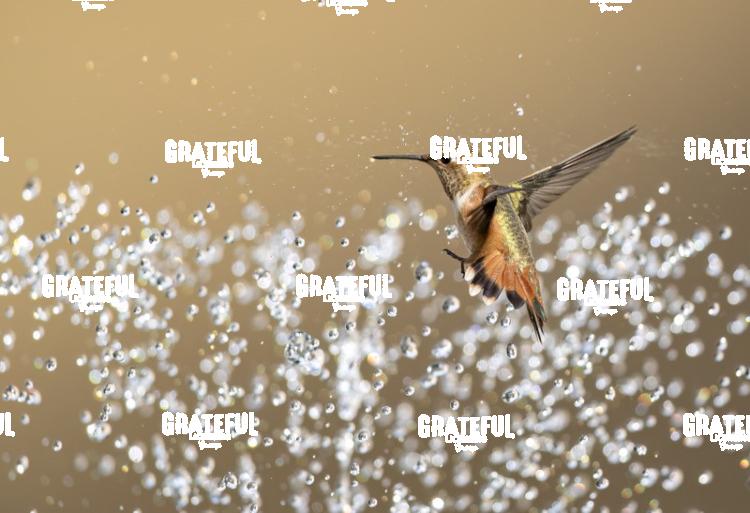 Rufous and Raindrops2-1-4
