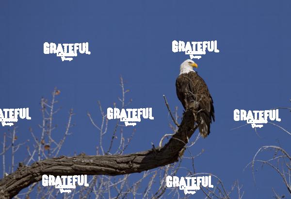 Bald Eagle on Cottonwood Branch 2-1