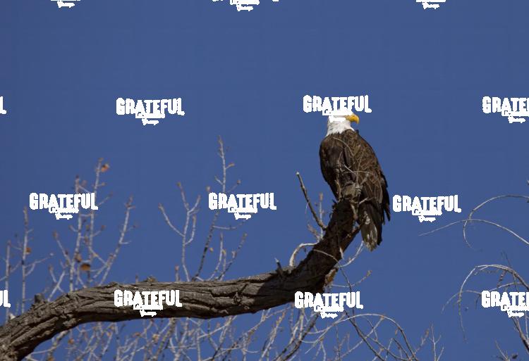 Bald Eagle on Cottonwood Branch 2-1