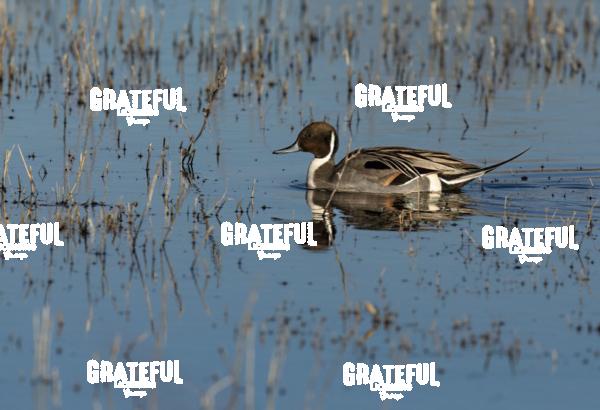 Northern Pintail-1