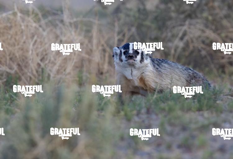 Badger-1