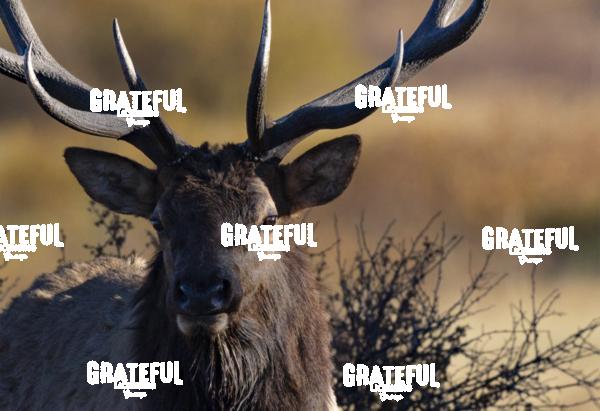 Bull Elk Close Up-1