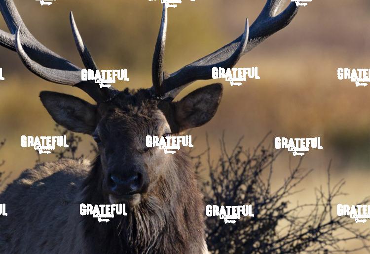 Bull Elk Close Up-1
