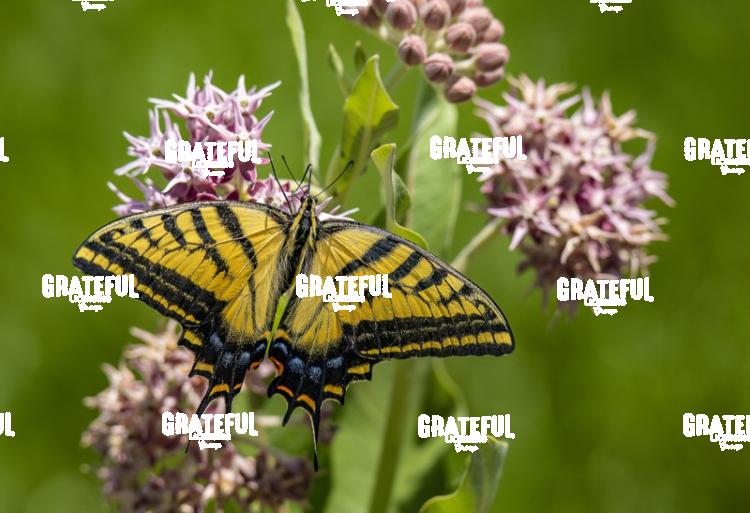 Tiger Swallowtail on Pink Flowers 2-1