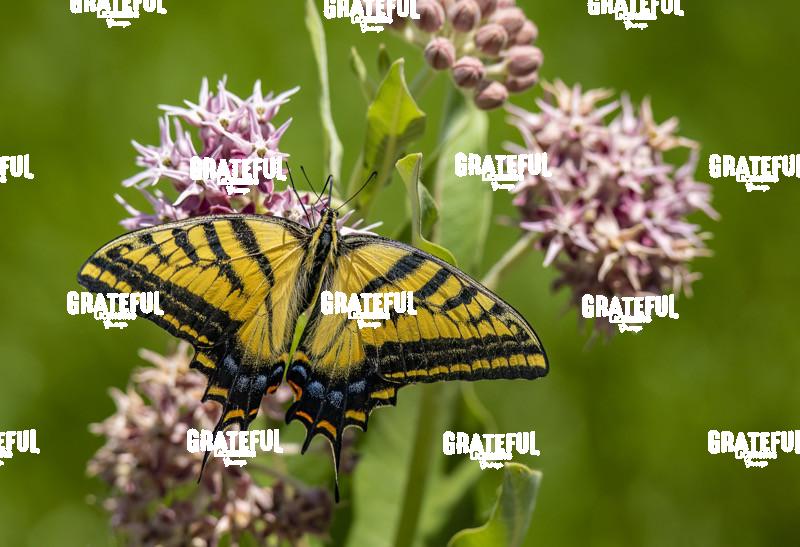 Tiger Swallowtail on Pink Flowers 2-1