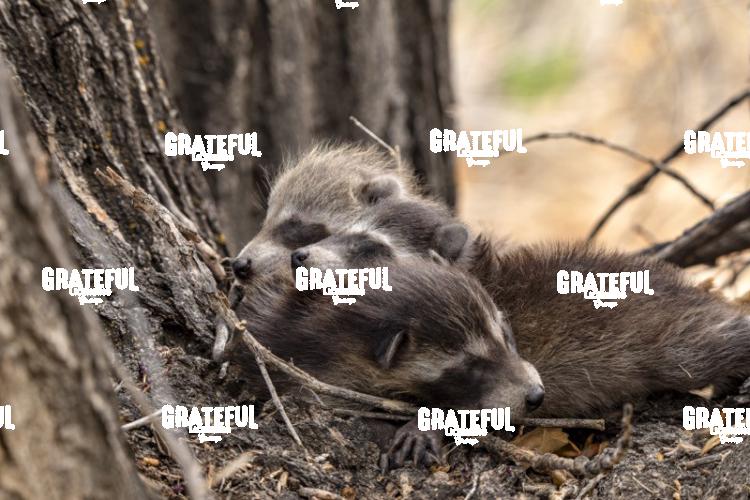 Baby Raccoons-1