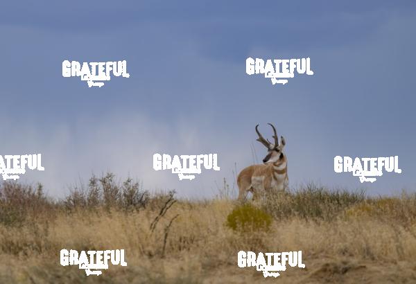 Horizon Pronghorn-1