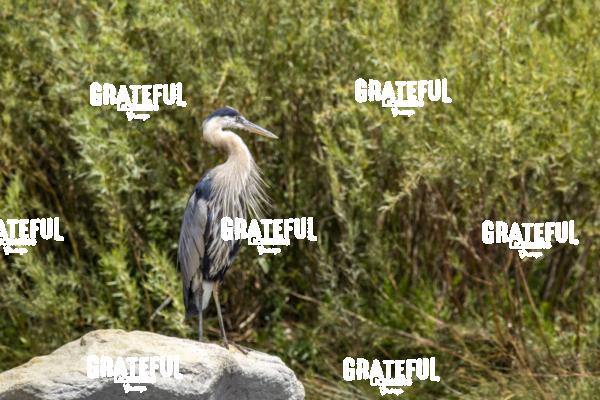 Great Blue Heron on a Rock 2-1