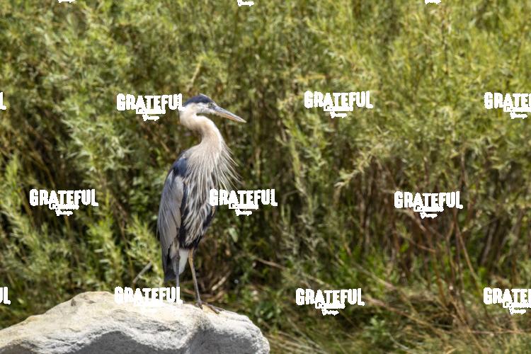 Great Blue Heron on a Rock 2-1