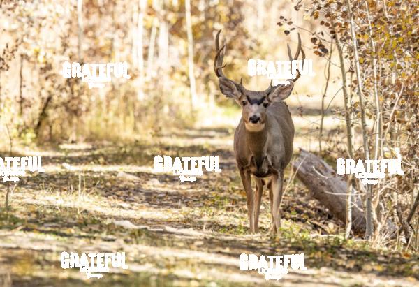 Fall Forest Mule Deer Buck-1