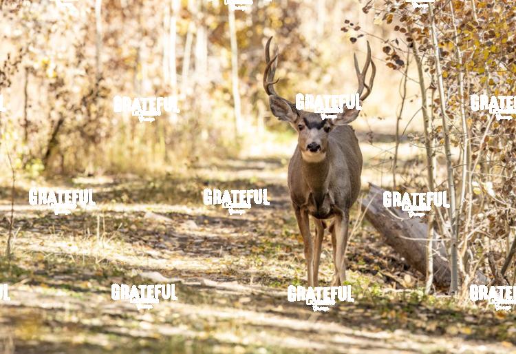 Fall Forest Mule Deer Buck-1