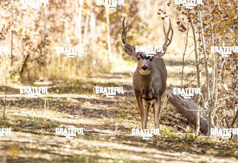 Fall Forest Mule Deer Buck-1