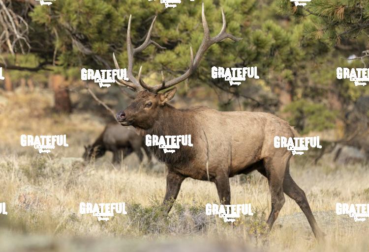 Fall Bull 2-1