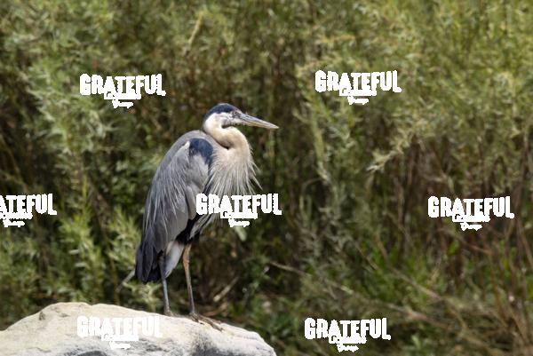 Great Blue Heron on a Rock-1