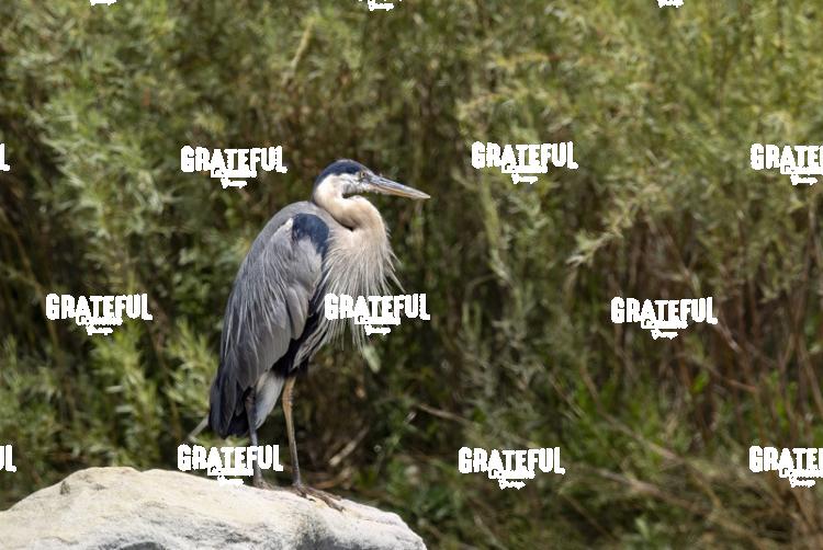 Great Blue Heron on a Rock-1