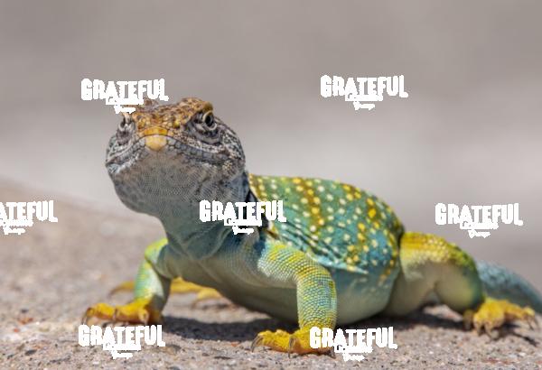 Collared Lizard-1