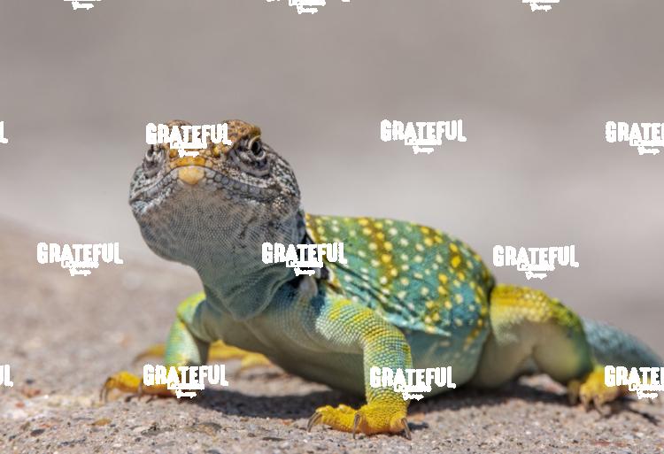 Collared Lizard-1