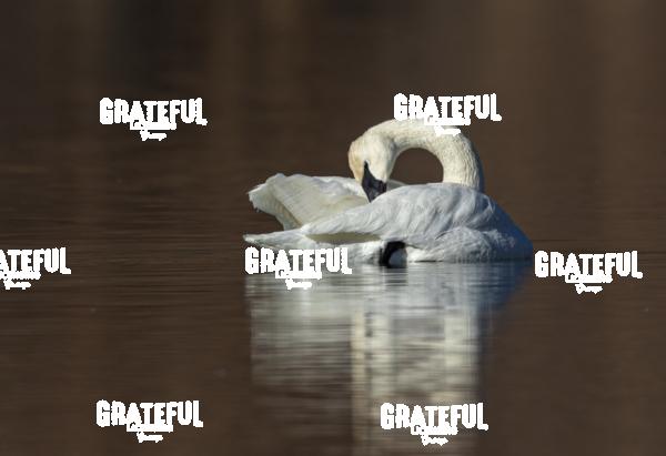 Swan Preening-1-2