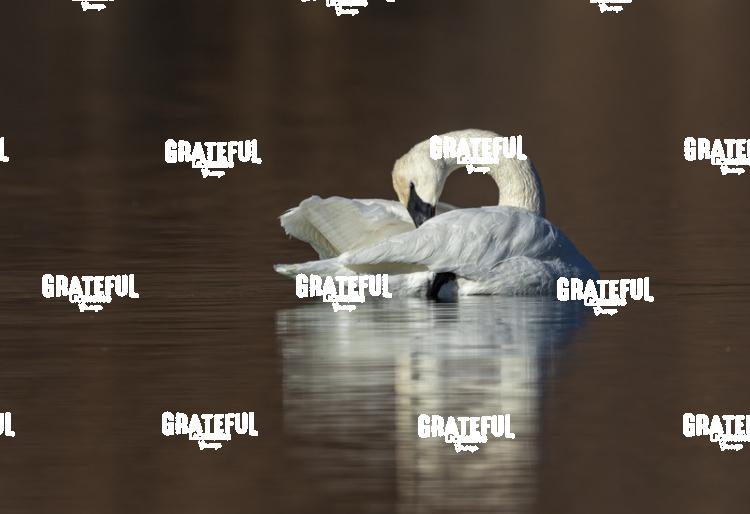 Swan Preening-1-2