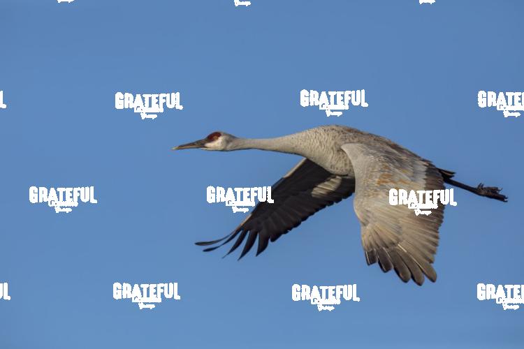 Sandhill Crane in Flight-1