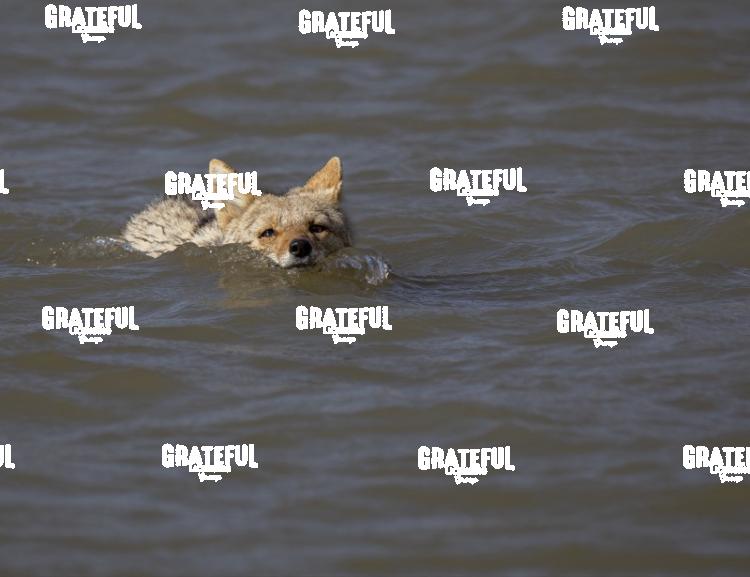 Coyote Swimming -1