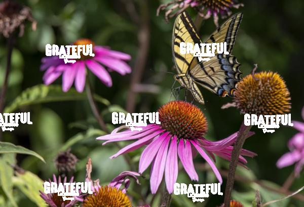 Swallowtail on Purple Coneflower 3-1