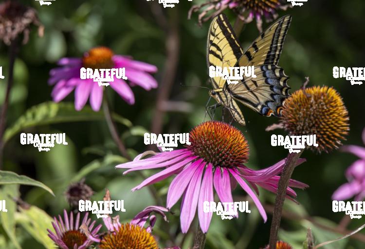 Swallowtail on Purple Coneflower 3-1