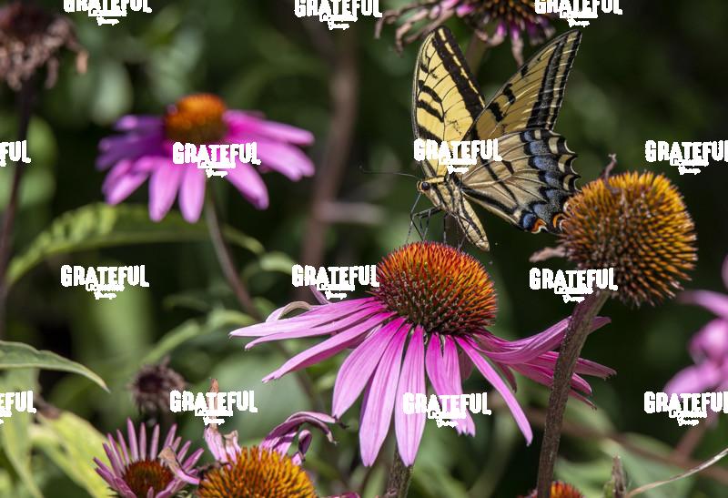 Swallowtail on Purple Coneflower 3-1