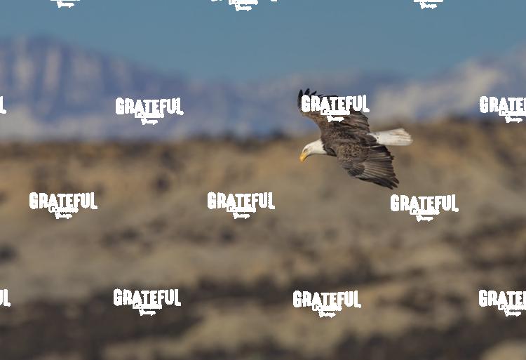 Bald Eagle Soaring Over Farmington Lake, NM 2-1