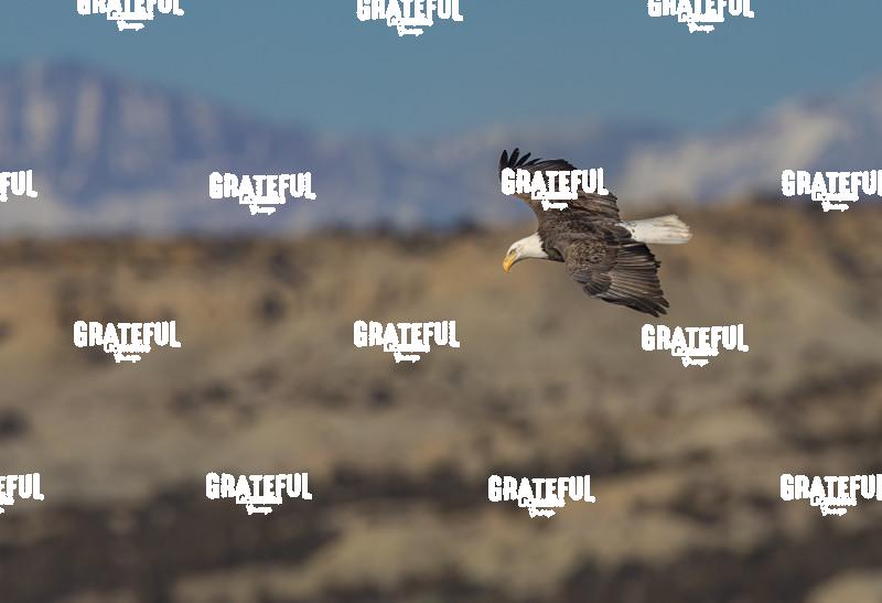 Bald Eagle Soaring Over Farmington Lake, NM 2-1