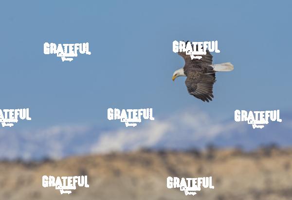 Bald Eagle Soaring Over Farmington Lake, NM-1