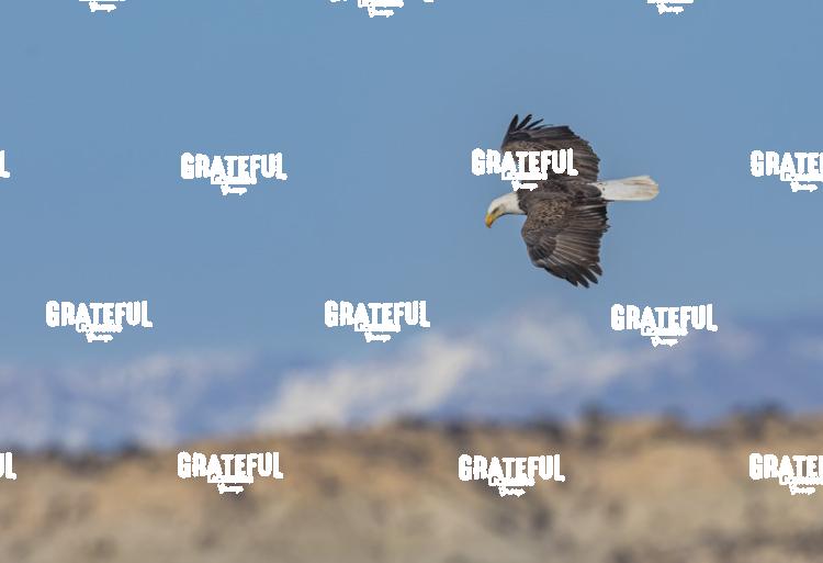 Bald Eagle Soaring Over Farmington Lake, NM-1