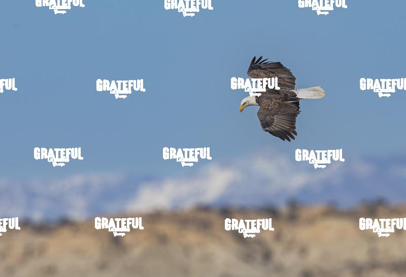 Bald Eagle Soaring Over Farmington Lake, NM-1