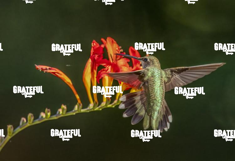 Rufous on Red Flower-1