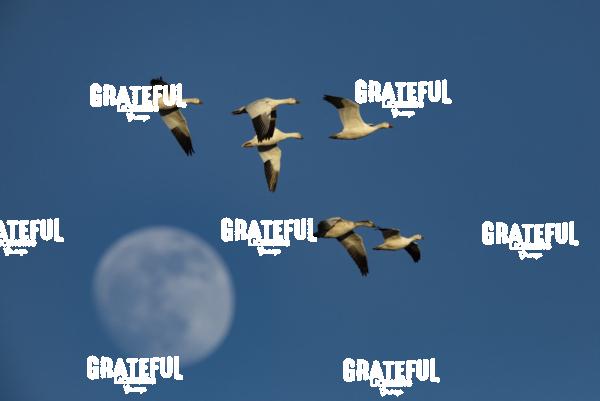 Snow Geese Flying Over the Moon-1