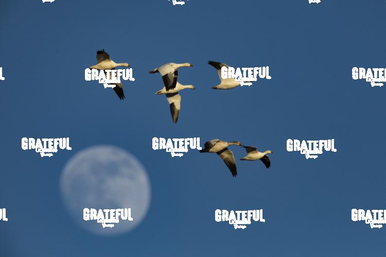Snow Geese Flying Over the Moon-1