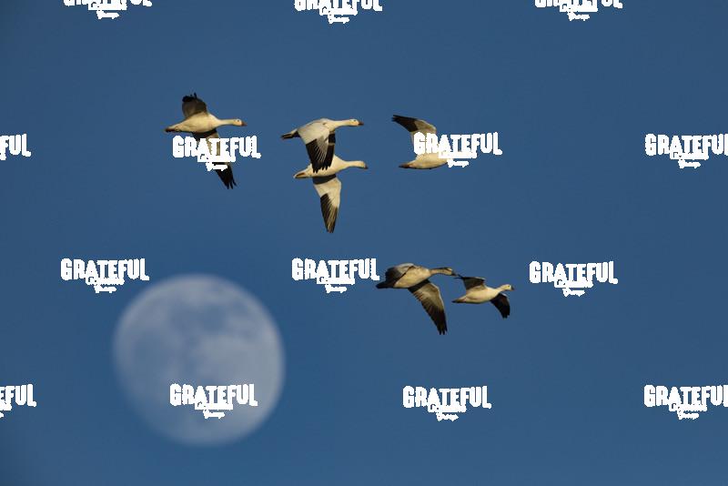 Snow Geese Flying Over the Moon-1