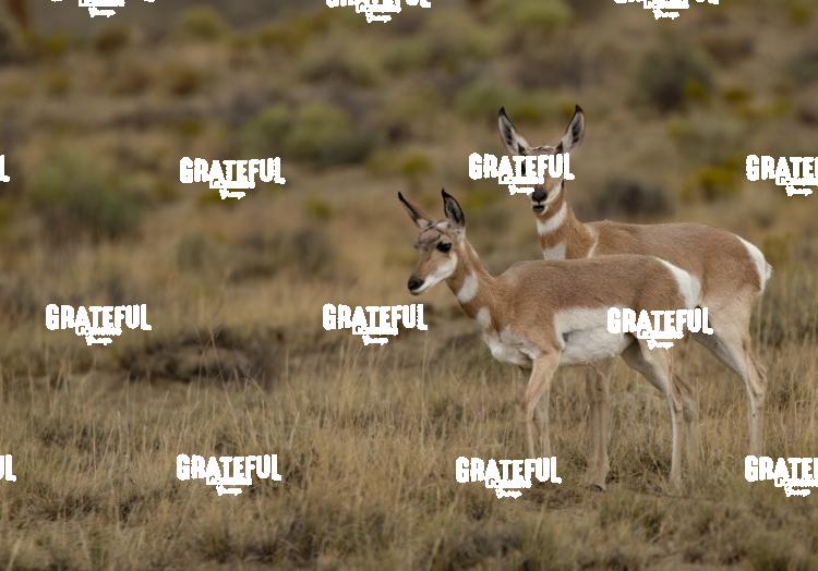 Pronghorn Young-1